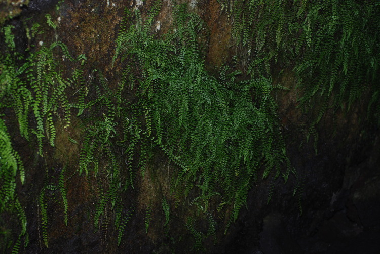 Image of <i>Asplenium peruvianum</i> var. <i>insulare</i>