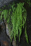Image of <i>Asplenium peruvianum</i> var. <i>insulare</i>