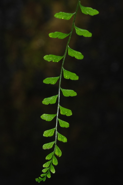 Image of <i>Asplenium peruvianum</i> var. <i>insulare</i>