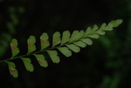 Image of <i>Asplenium peruvianum</i> var. <i>insulare</i>