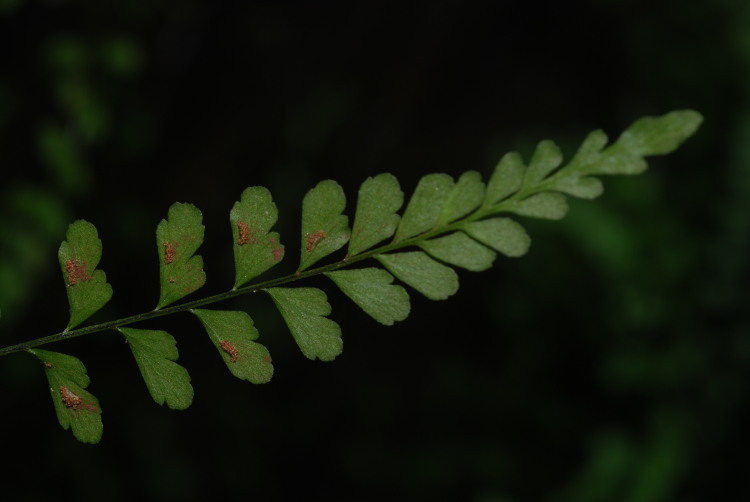 Image of <i>Asplenium peruvianum</i> var. <i>insulare</i>