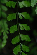 Image of <i>Asplenium peruvianum</i> var. <i>insulare</i>