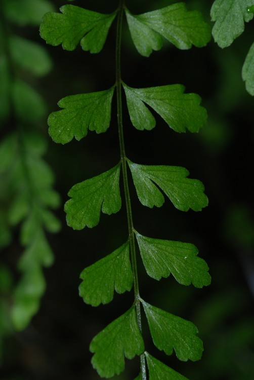 Image of <i>Asplenium peruvianum</i> var. <i>insulare</i>