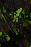 Image of <i>Asplenium peruvianum</i> var. <i>insulare</i>