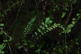 Image of <i>Asplenium peruvianum</i> var. <i>insulare</i>