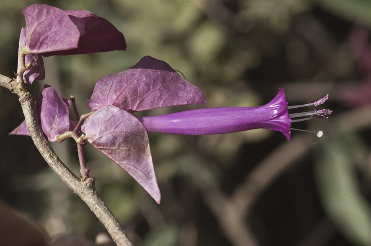 Image of Ipomoea bracteata Cav.