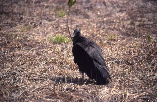 Image of American Black Vulture