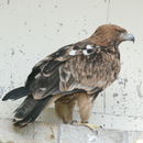 Image of Asian Imperial Eagle