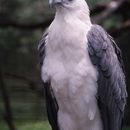 Image of White-bellied Sea Eagle