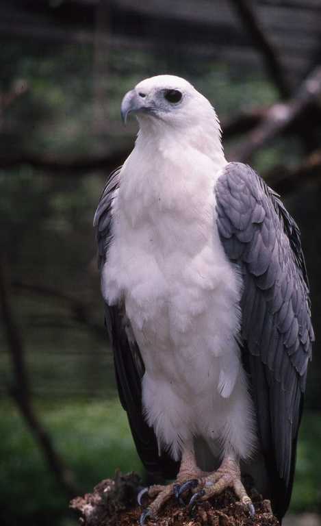 Image of White-bellied Sea Eagle