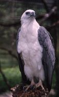 Image of White-bellied Sea Eagle