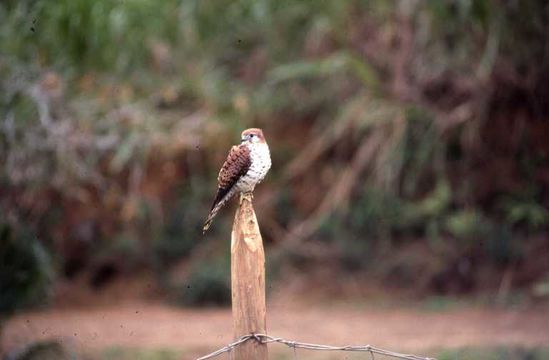 Image of Mauritius Kestrel