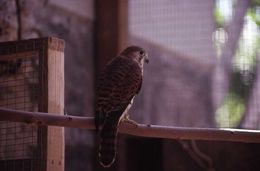 Image of Mauritius Kestrel