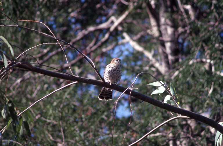 صورة Falco punctatus Temminck 1821