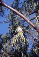 Image of Mauritius Kestrel