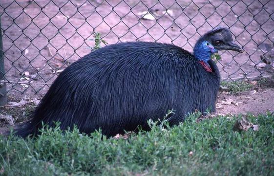 Image of Dwarf Cassowary