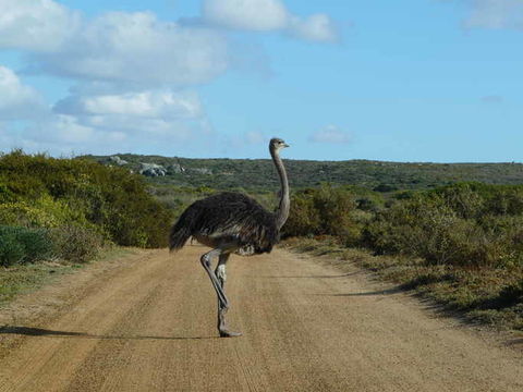 Struthio camelus australis Gurney Sr 1868 resmi