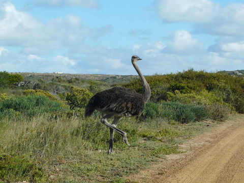 Struthio camelus australis Gurney Sr 1868 resmi