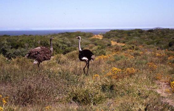 Struthio camelus australis Gurney Sr 1868 resmi