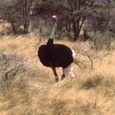 Image of Somali Ostrich