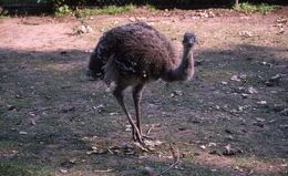 Image of Lesser Rhea