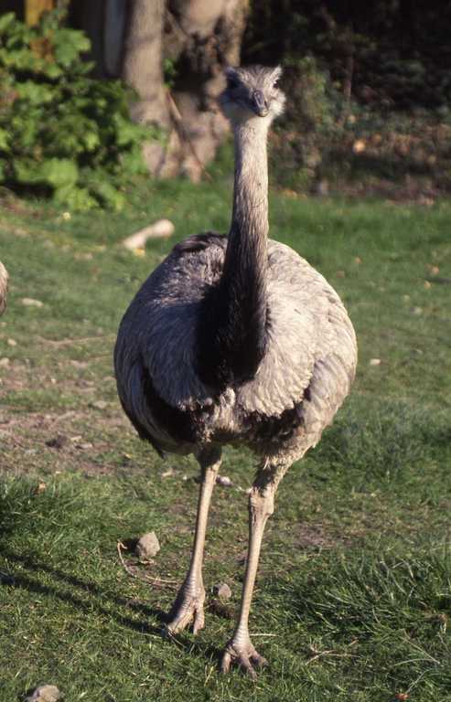 Imagem de Rhea americana (Linnaeus 1758)