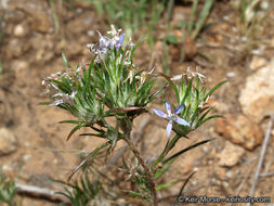 Image of lavender woollystar