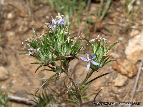 Image de Eriastrum filifolium (Nutt.) Woot. & Standl.