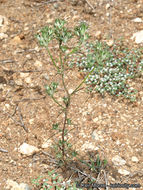 Image of lavender woollystar