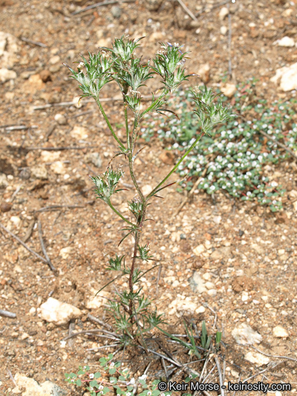 Imagem de Eriastrum filifolium (Nutt.) Woot. & Standl.