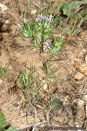 Image of lavender woollystar