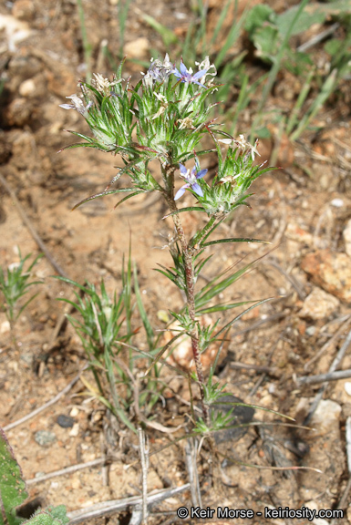 Imagem de Eriastrum filifolium (Nutt.) Woot. & Standl.