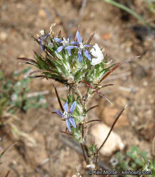 Image of lavender woollystar