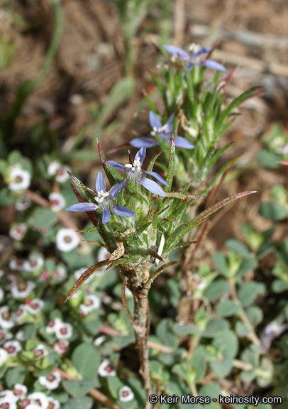 Image of lavender woollystar