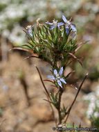 Image of lavender woollystar