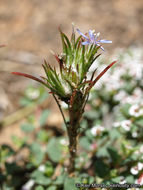 Image of lavender woollystar