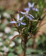 Image of lavender woollystar