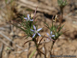 Image of lavender woollystar