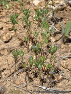 Image of lavender woollystar