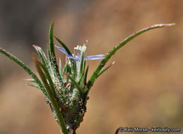 Image of lavender woollystar