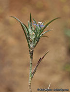 Image of lavender woollystar