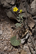 Image of Arizona buttercup