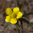 Plancia ëd Ranunculus arizonicus Lemmon. ex A. Gray