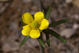 Image of Arizona buttercup