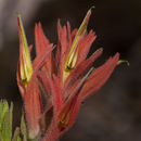 Слика од Castilleja rhizomata N. H. Holmgren