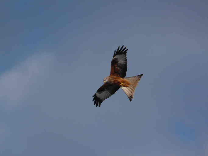 Image of Red Kite