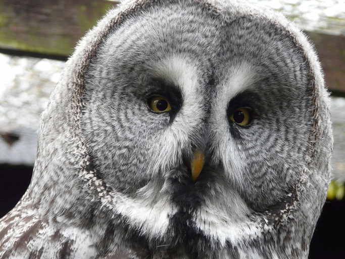 Image of Great Gray Owl