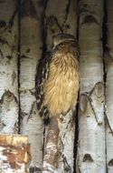 Image of Buffy Fish Owl