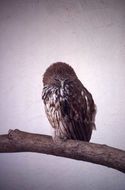 Image of Bouvier's Fishing Owl