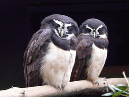 Image of Spectacled Owl